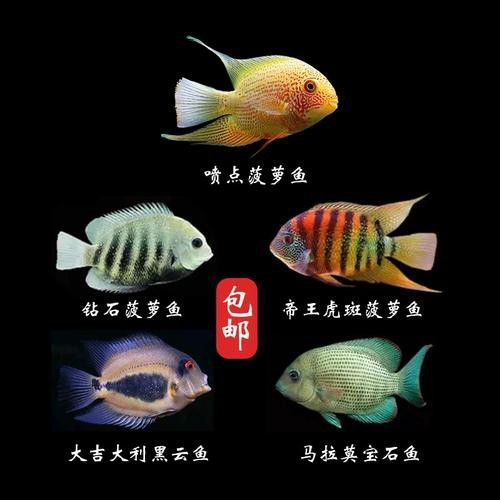 紅寶石魚和龍魚混養好嗎圖片