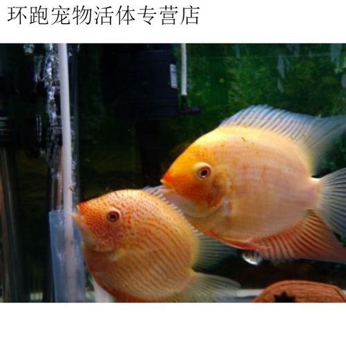 紅寶石魚和龍魚混養好嗎圖片