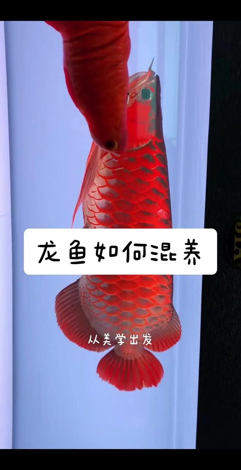 紅寶石魚和龍魚混養好嗎圖片
