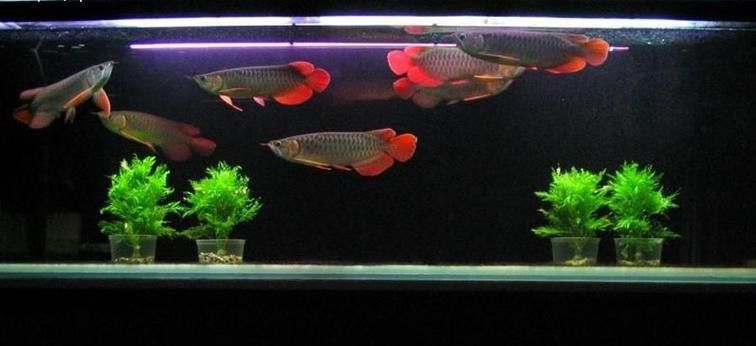 紅寶石魚和龍魚混養好嗎圖片