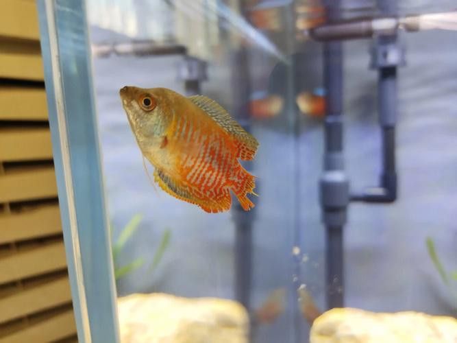 紅寶石魚和龍魚混養好嗎圖片
