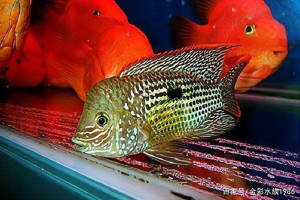 紅寶石魚和龍魚混養好嗎圖片