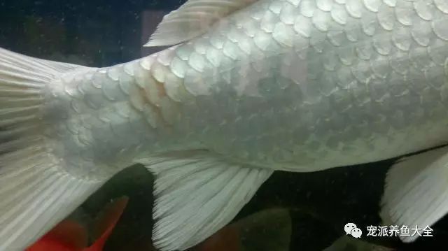 錦鯉炸鱗會自愈嗎