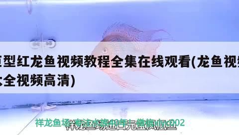 紅龍魚品種排名榜最新（紅龍魚品種排名榜最新圖片）