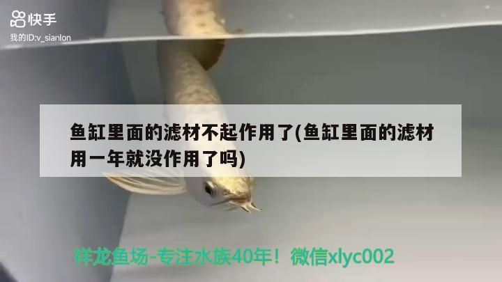 紅龍魚品種排名榜最新（紅龍魚品種排名榜最新圖片）
