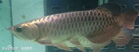 龍魚身上有白點是怎么回事兒啊：龍魚身上出現白點可能是由多種因素引起的