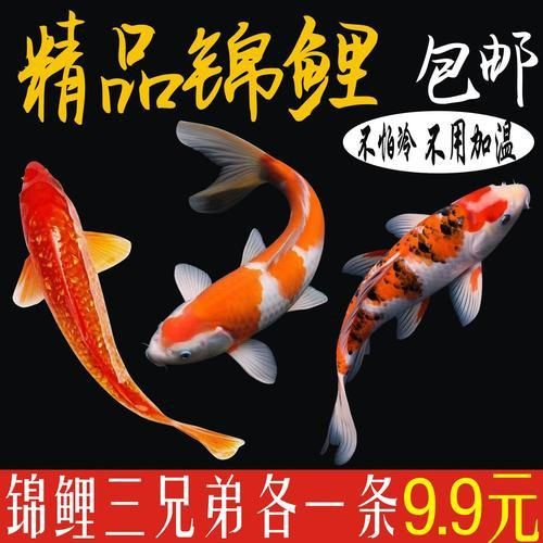 龍鳳鯉魚圖片