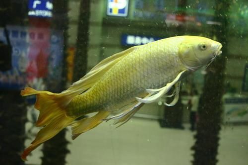 龍鳳鯉魚圖片