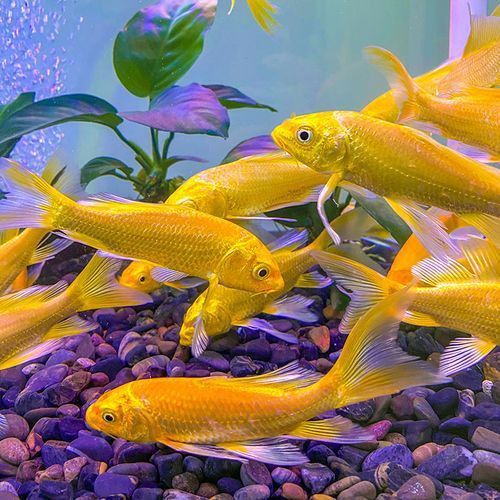 龍鳳鯉魚圖片