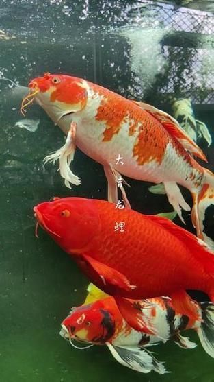 龍鳳鯉魚圖片