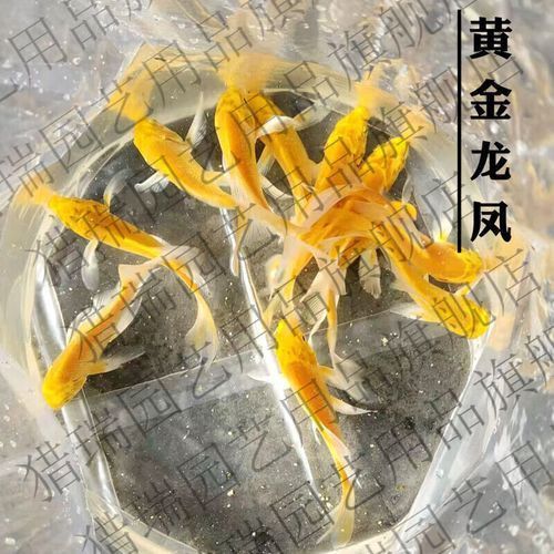 龍鳳鯉魚圖片