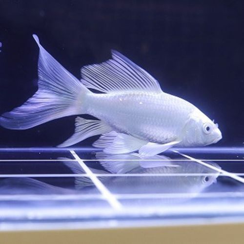 龍鳳鯉魚圖片