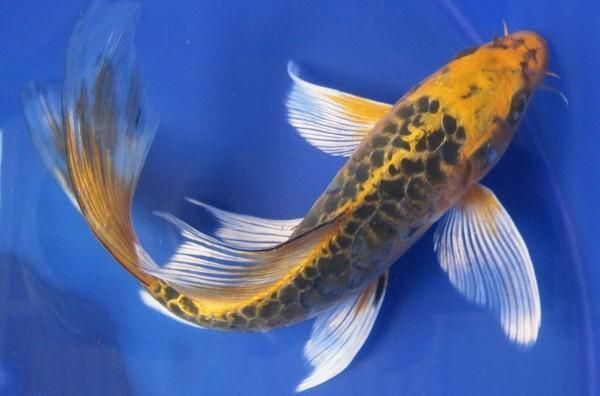 龍鳳鯉魚圖片
