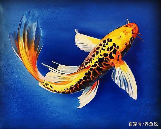 龍鳳鯉魚圖片