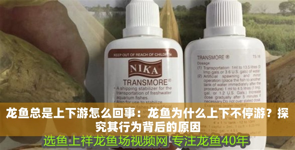 龍魚總是上下游怎么回事：龍魚為什么上下不停游？探究其行為背后的原因