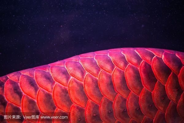 紅龍魚尾巴有黑斑和黑點（紅龍魚尾巴上的黑斑和黑點可能由多種因素引起）