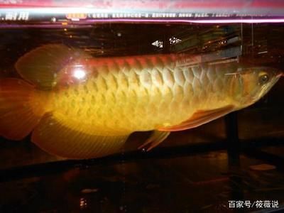 超血紅龍魚幼魚：關于超血紅龍魚幼魚的詳細信息