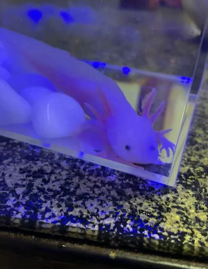 六角龍適合多大的魚缸