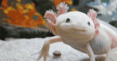 六角龍適合多大的魚缸