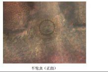 如何判斷四角龍魚是否感染細菌？