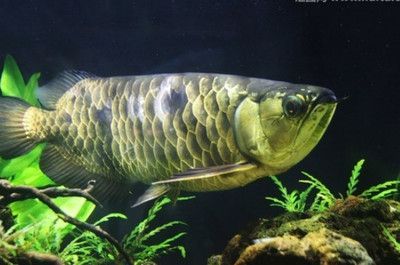 龍魚快速抖嘴的原因（龍魚快速抖嘴可能由多種因素引起，）