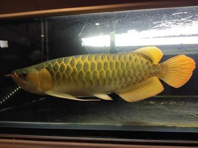 龍魚快速抖嘴的原因（龍魚快速抖嘴可能由多種因素引起，）