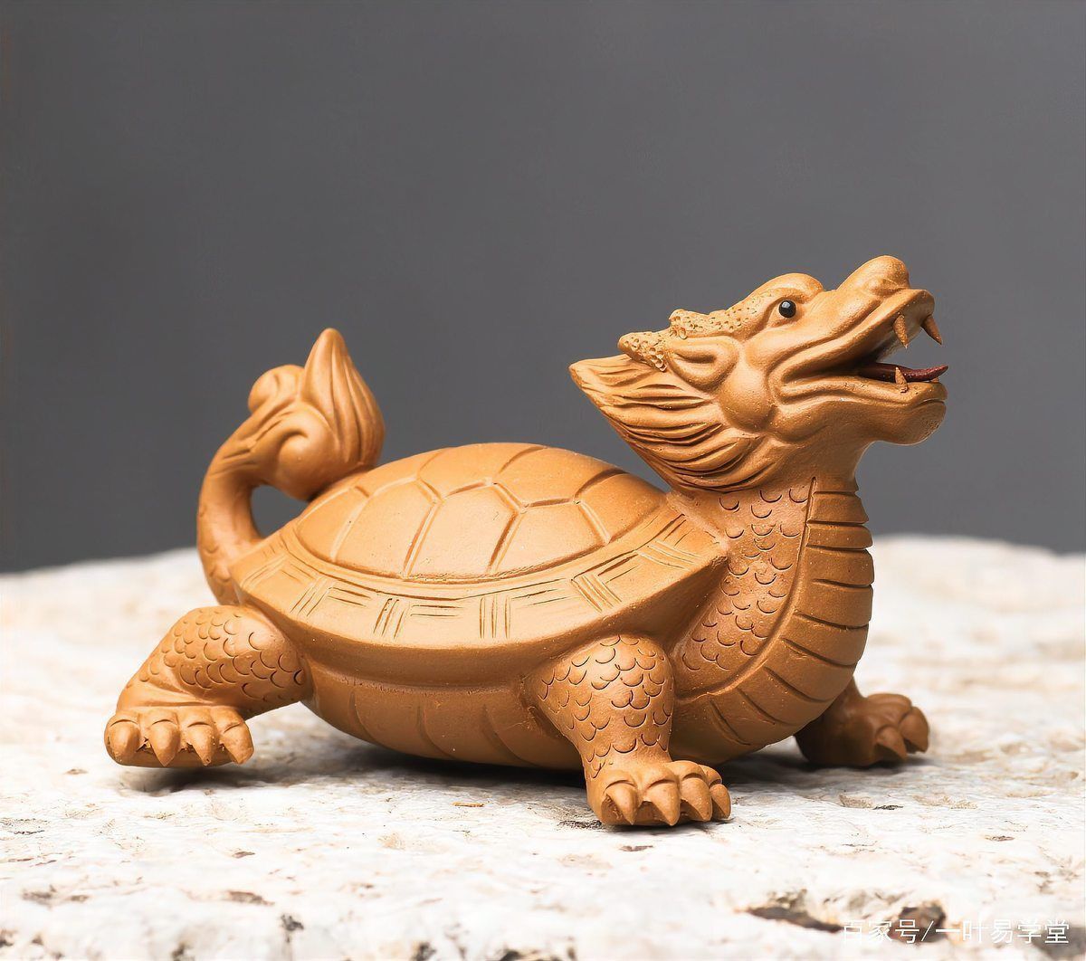 風(fēng)水上為什么很少用龍龜 風(fēng)水上為什么很少用龍龜 龍魚(yú)百科 第7張