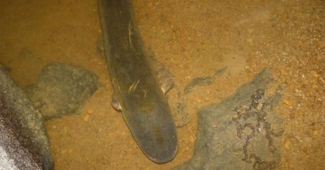 魚缸龍魚配魚好不好養：魚缸龍魚配魚好不好？科學搭配與注意事項