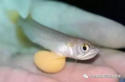 龍魚眼球變白（龍魚眼球變白可能是由多種因素引起的）