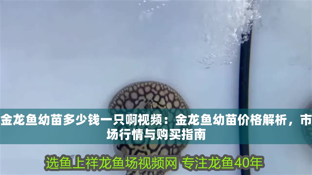 金龍魚幼苗多少錢一只啊視頻：金龍魚幼苗價格解析，市場行情與購買指南