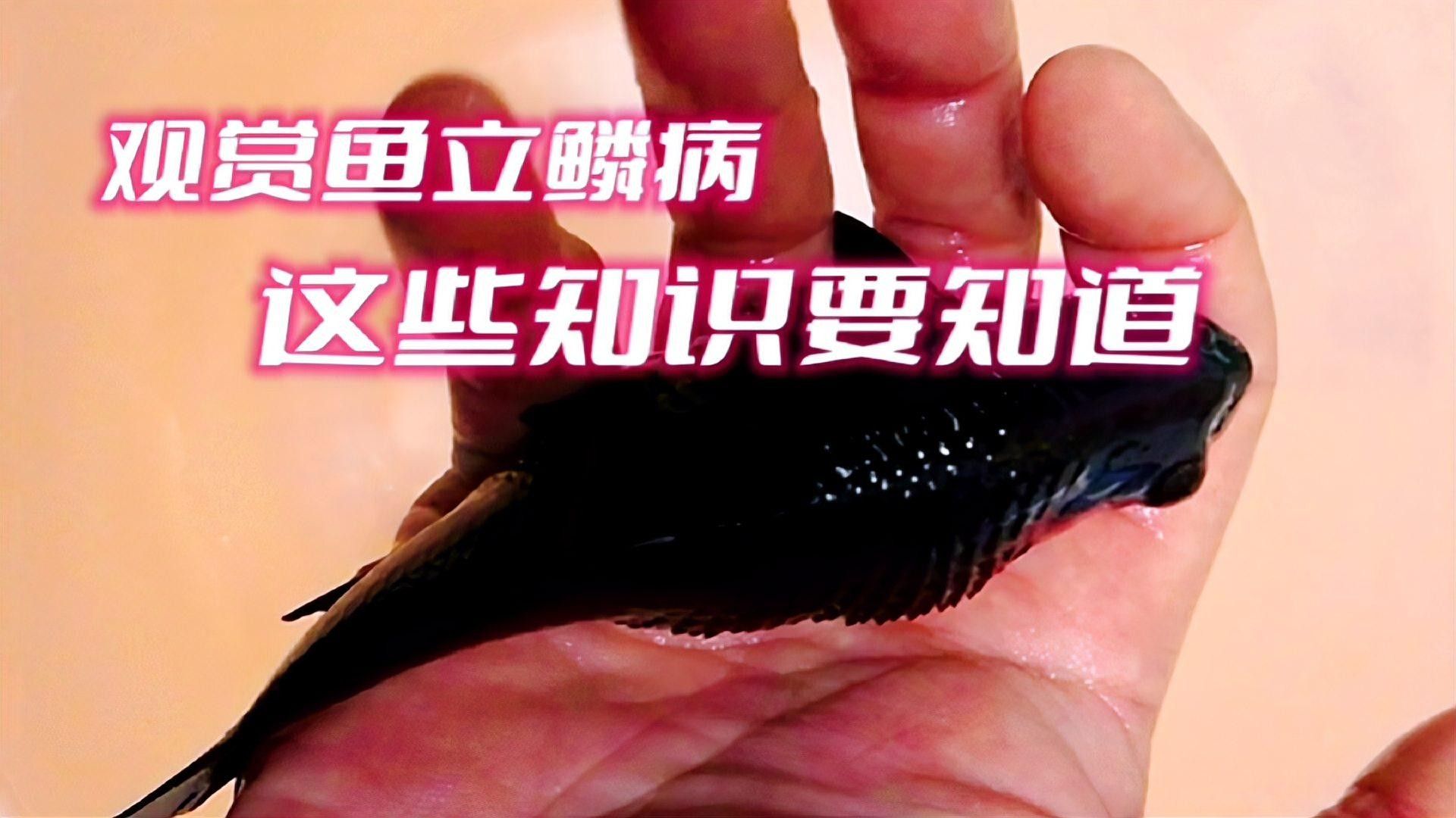 龍魚(yú)魚(yú)鰭根部充血如何判斷是否感染？