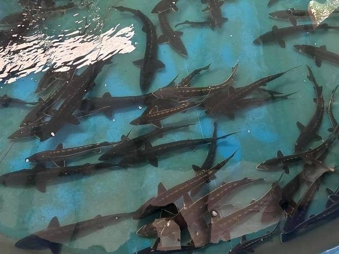 長(zhǎng)江鱘龍魚圖片 長(zhǎng)江鱘龍魚圖片 龍魚百科 第4張