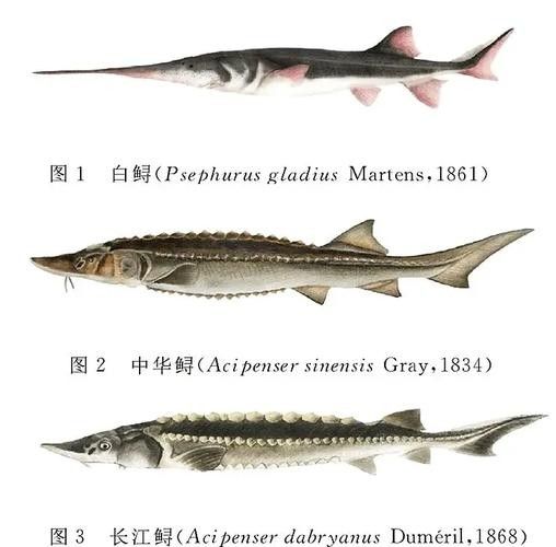 長(zhǎng)江鱘龍魚圖片 長(zhǎng)江鱘龍魚圖片 龍魚百科 第7張