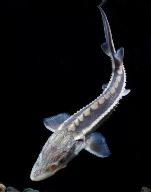 長(zhǎng)江鱘龍魚圖片 長(zhǎng)江鱘龍魚圖片 龍魚百科 第6張