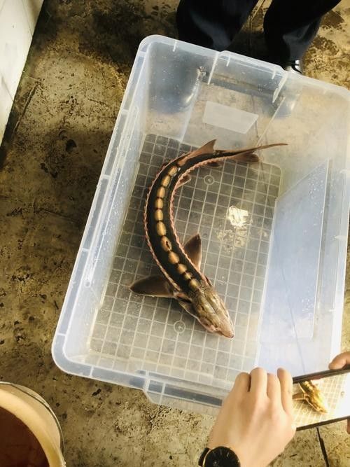 長(zhǎng)江鱘龍魚圖片 長(zhǎng)江鱘龍魚圖片 龍魚百科 第13張