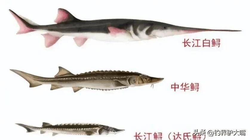 長(zhǎng)江鱘龍魚圖片 長(zhǎng)江鱘龍魚圖片 龍魚百科 第17張