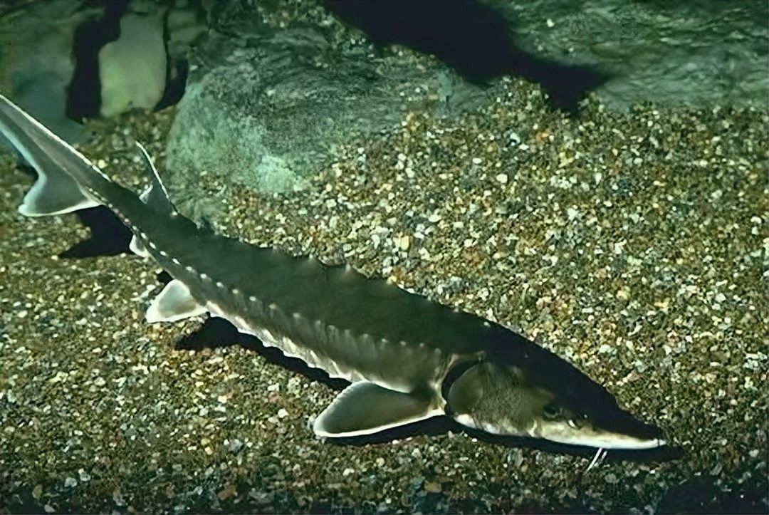 長(zhǎng)江鱘龍魚圖片 長(zhǎng)江鱘龍魚圖片 龍魚百科 第23張