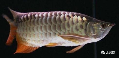 如何給龍魚做檢疫檢測（龍魚檢疫檢測方法） 如何給龍魚做檢疫檢測（龍魚檢疫檢測方法） 龍魚百科 第4張