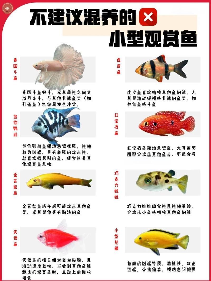 龍魚跟金魚能混養嗎