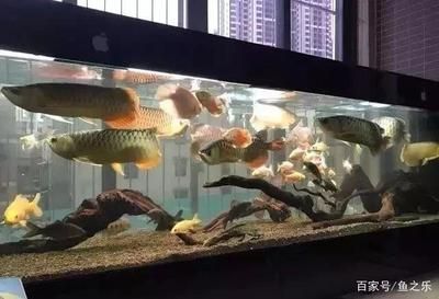 45公分寬的缸龍魚可以長多大呢圖片（45厘米寬的魚缸能養龍魚嗎？）