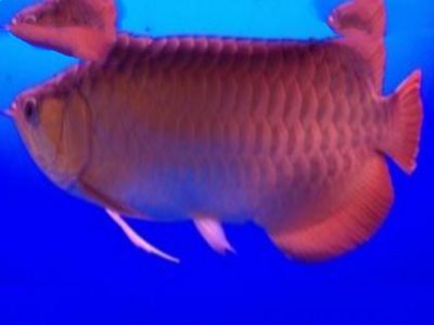 龍魚等級品種排行榜大全及價格：龍魚等級及種排行榜