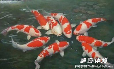 龍魚等級品種排行榜大全及價格：龍魚等級及種排行榜