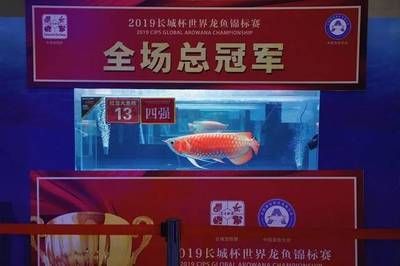 2024世界龍魚錦標賽成績（2019“長城杯”世界龍魚錦標賽拉開序幕）