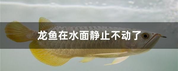 龍魚靜止在水面不動：龍魚靜止在水面不動可能由多種因素引起的處理方法