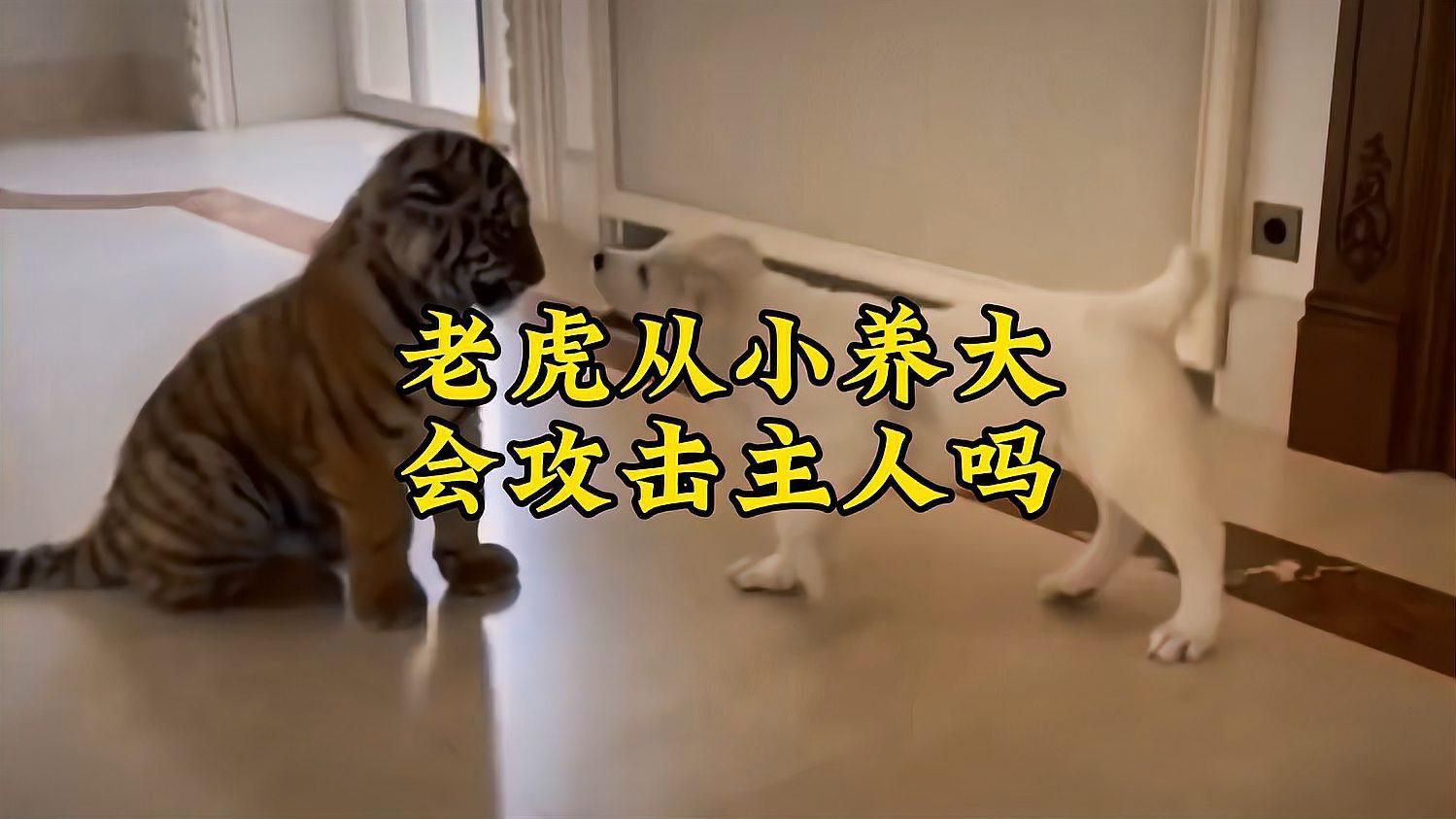 老虎養久了會認主人嗎