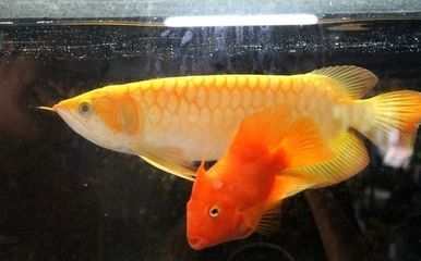 世界第一龍魚品種排名：世界上最好看的龍魚品種排名，血紅龍是最好看的龍魚品種 世界第一龍魚品種排名：世界上最好看的龍魚品種排名，血紅龍是最好看的龍魚品種 龍魚百科 第2張