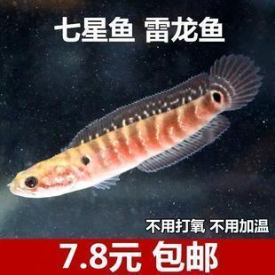 雷龍魚漁場，江蘇吳江漁場參觀指南雷龍魚市場價格趨勢雷龍魚觀賞價值評價