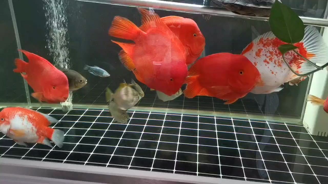 龍魚不吃食怎么辦？：龍魚不吃食可能是由于多種原因引起的