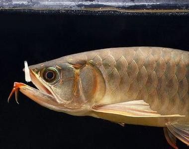 巨骨舌魚和龍魚的區(qū)別