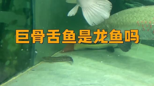 巨骨舌魚和龍魚的區別